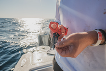 Load image into Gallery viewer, Bubba Small Shears