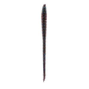 6th Sense Worms