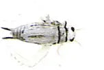 Load image into Gallery viewer, BURKE  CRICKET sz8 2pk
