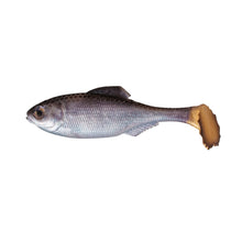 Load image into Gallery viewer, Panorama Swim Baits Unrigged by 6th Sense