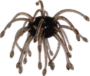 Load image into Gallery viewer, WEBBER 16mm 2pk by Gratt