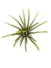 Load image into Gallery viewer, Hag’s Prickly Pear