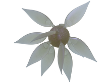 Load image into Gallery viewer, Hideup Coike Fish Gill